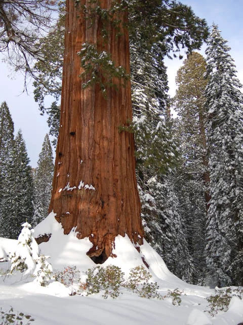 Giant sequoias surrounded by fresh winter snow in Sequoia National Park.